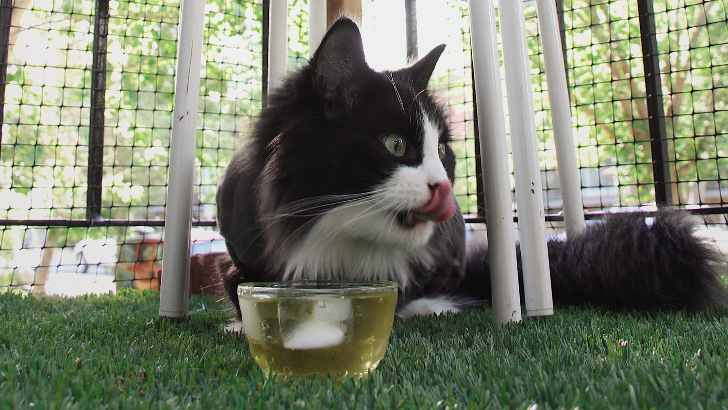 A black and white cat enjoying catnip tea.