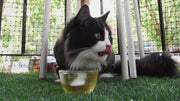 A black and white cat enjoying catnip tea.