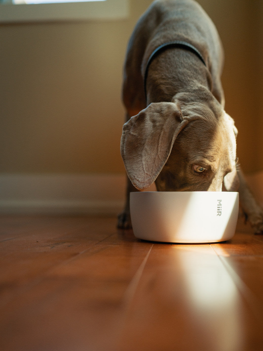 MiiR Dog Bowl (1500ml/50oz)