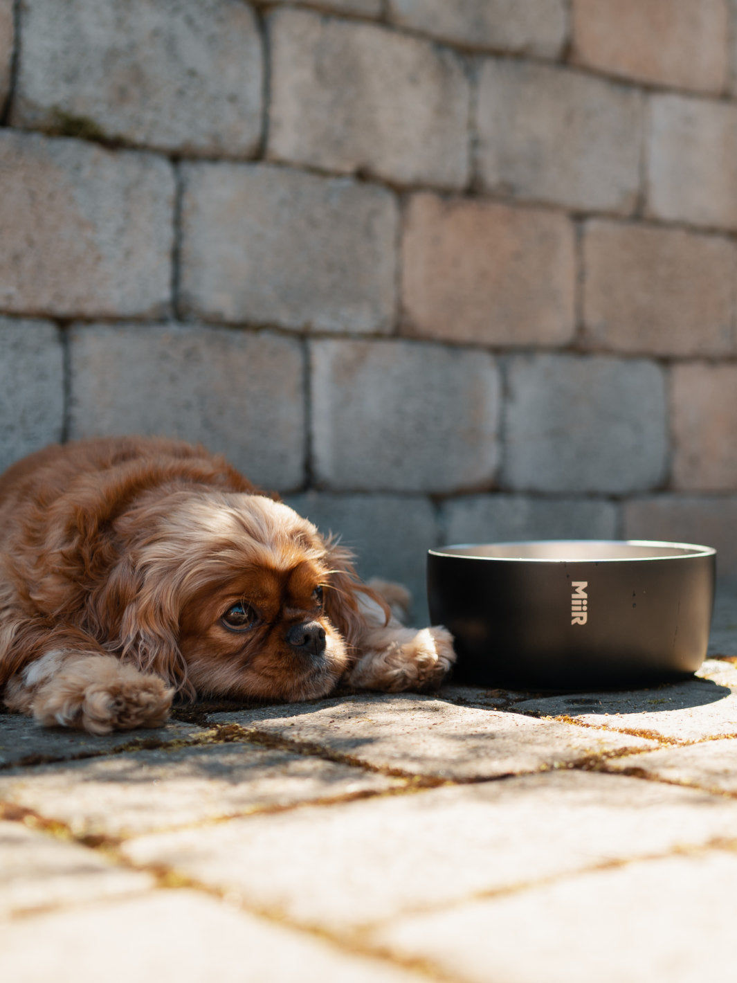 MiiR Dog Bowl (1500ml/50oz)
