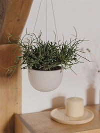 Photo of KINTO PLANT POT 201 (⌀140mm/5.5in) ( ) [ KINTO ] [ Plant Pots ]